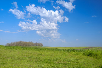 Wall Mural - Countryside landscape with green grass and blue sky 3