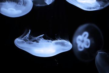 Wall Mural - Blue jellyfish swim under water