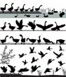 Silhouettes of gooses flying and floating on water