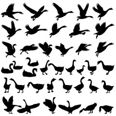 Wall Mural - Collection of silhouettes of gooses