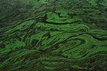 Abstract Green Pattern On The Water