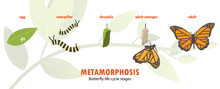 Butterfly Life Cycle Metamorphosis