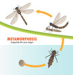Dragonfly life cycle metamorphosis