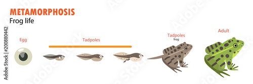 Photographie frog life cycle metamorphosis