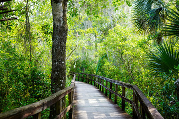 Wall Mural - Florida wetland, wooden path trail at Everglades National Park in USA.