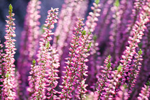 Violet Heather Flowers Field Calluna Vulgaris. Small Pink Lilac Petal Plants, Soft Background. Shallow Depth Of Field.