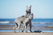© otsphoto - two thai ridgeback puppies posing together on a beach