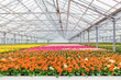 © Martin Bergsma - Blooming geranium plants in a greenhouse