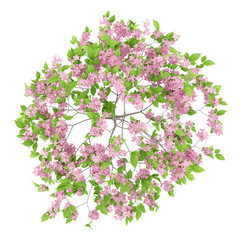 Wall Mural - top view of flowering plum tree isolated on white background