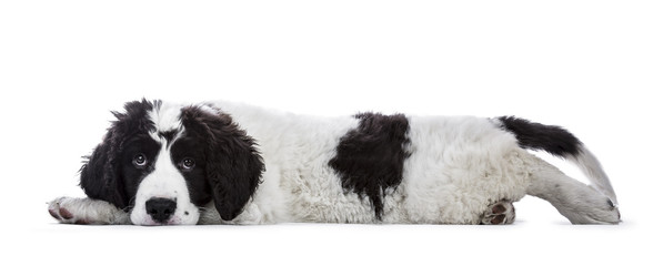 Sweet black and white Landseer pup / dog laying down side ways with head on paws isolated on white background looking innocent into lens