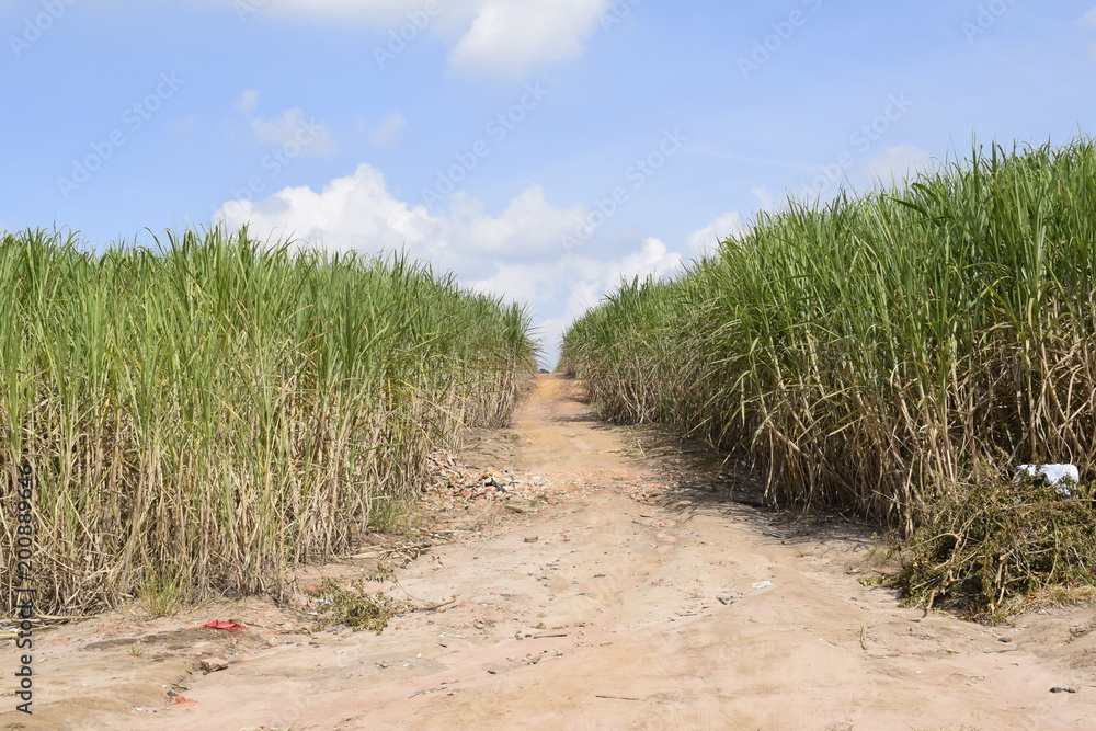 Caminho aberto entre blocos de monoculturas de cana-de-açucar Stock ...