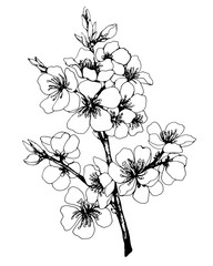 Vector, graphic of sakura with flowers. Apple-tree flowers. Japan cherry blossom. Black and white outline illustration.