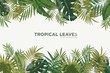 © Good Studio - Horizontal background with green leaves of tropical palm tree, banana and monstera. Elegant backdrop decorated with foliage of exotic jungle plants. Natural frame or border. Vector illustration.