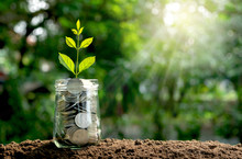 Coins In Glass Jar Concept With Young Plant On Top In The Morning Under Garden  Background.