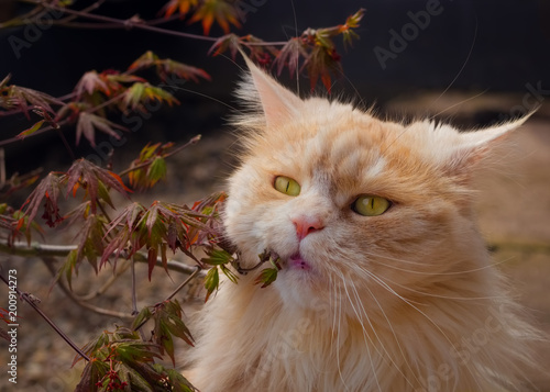 Cremefarbene Maine Coon Katze Betrachtet Junge Ahornblätter