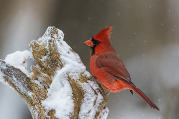 Poster - Northern Cardinal in winter