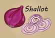hand drawing illustration vector of shallot - each part is isolated and can arrange in the way you want