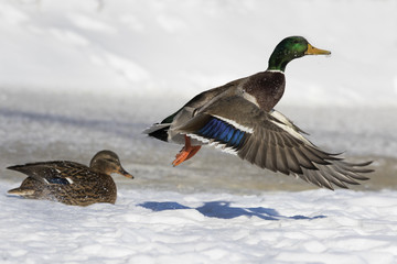 Poster - Mallard duck in winter