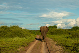 Fototapeta Perspektywa 3d - Elefant von hinten