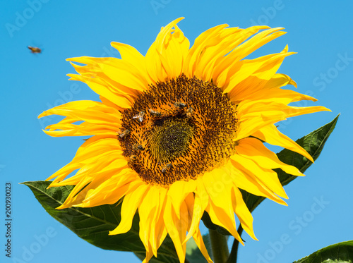 Plakat Słonecznik z pszczołami