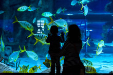 Young Woman And Her Little Child Look At Fish In Large Blue Aquarium