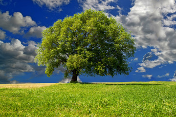 tree big isolated in a meadow in spring