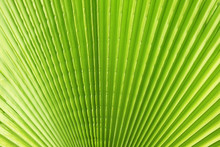 Cropped Macro Shot Of Green Sugar Palm Tree Leaf Strip In Sun Light. Stripped European Fan Palm Leaves Texture In Sunshine, Exotic Plant. Close Up, Copy Space For Text, Floral Background.