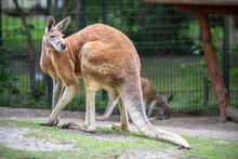 Red Kangaroo In A Zoo, Berlin