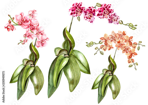 Beautiful watercolor set with orchids.