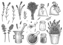 Supplies Of Lavender Collection Illustration, Drawing, Engraving, Ink, Line Art, Vector
