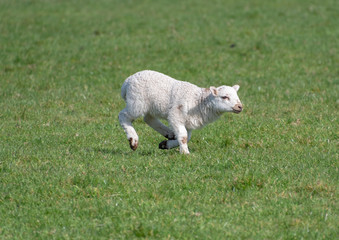 Baby lambs in field