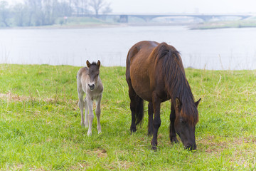 Przewalski horses with foal