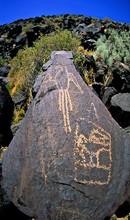 Parrot “Macaw” Petroglyph On Basalt Boulder, Petroglyph National Monument, New Mexico. The Macaw, Native To Central And South America Suggest Trading Between Regions 