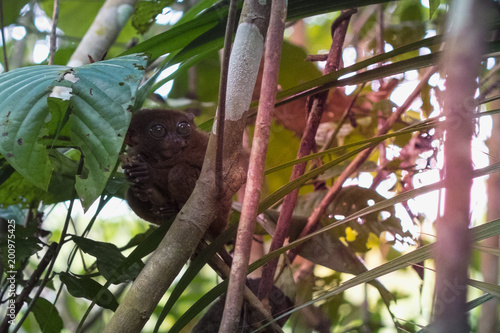 Fotografie, Obraz Tarsier in the Conservation area in Loboc, Bohol, Philippines