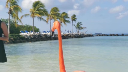 Wall Mural - Flamingos on the beach. Aruba island