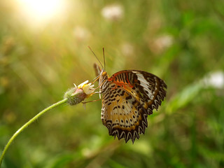 Poster - Butterfly on the flower grass.