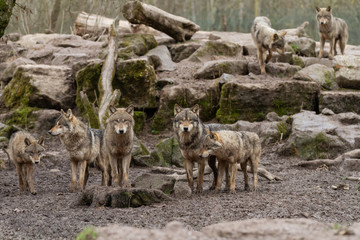 Wall Mural - Grey Wolf Animal