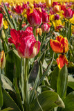 Fototapeta Tulipany - Pointe de la Torche. Culture de tulipes multicolores. Finistère, Bretagne.  France