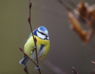 Single Blue tit bird on a tree branch during a spring nesting period