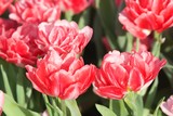 Fototapeta Tulipany - różowe tulipany 