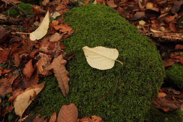 Wall Mural - 落ち葉　Fallen leaves