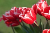 Fototapeta Tulipany - makro tulipany z rozmytym tłem