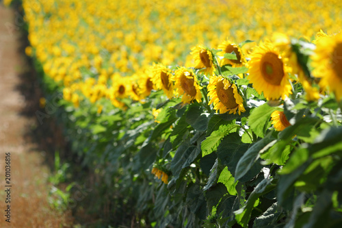 Plakat Słonecznik rośliny w polu w wczesnym lecie selekcyjnej ostrości