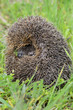 Young european hedgehog