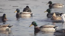 Ducks On Frozen Water. Ducks And Gulls Swim In Cold Water. Search For Food. Slow Motion.