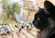 A Black Cat With Green Eyes Looks At The Pigeons. Close-up. Cat In Focus
