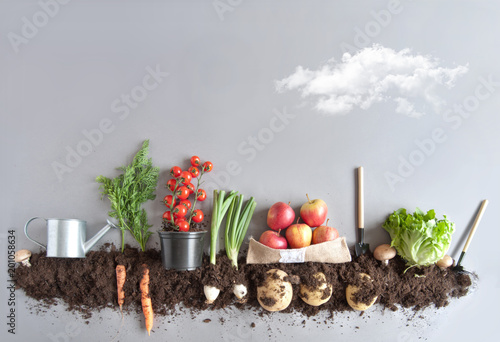  Fototapeta jedzenie i napoje   organiczne-owoce-i-warzywa-w-tle-ogrod