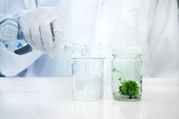 Wall Mural - hand of scientist with glove pouring water in to the beaker with plant in bottle of tissue culture i