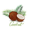 Coconut and palm leaves  illustration
