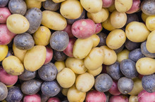 Close-up Full Frame View Pile Of Organic Mixed Medley Potatoes At Farmer Market. Assorted Raw Rainbow, Tricolor Mini Potatoes Background